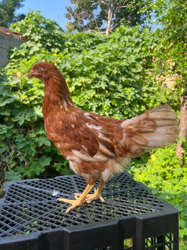 一斤半左右海兰褐产蛋王 整鸡肉质鲜美细腻