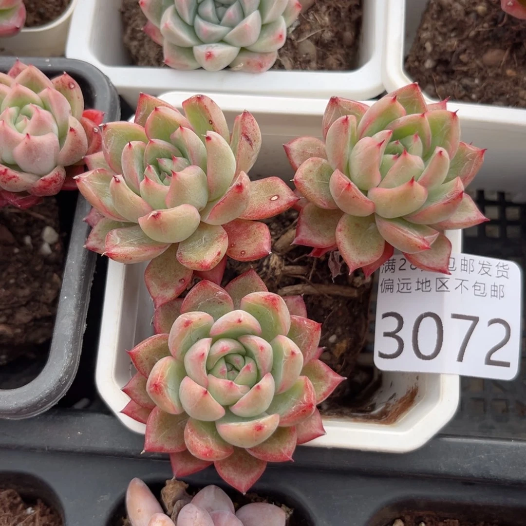 大3072；cg cv cv v b