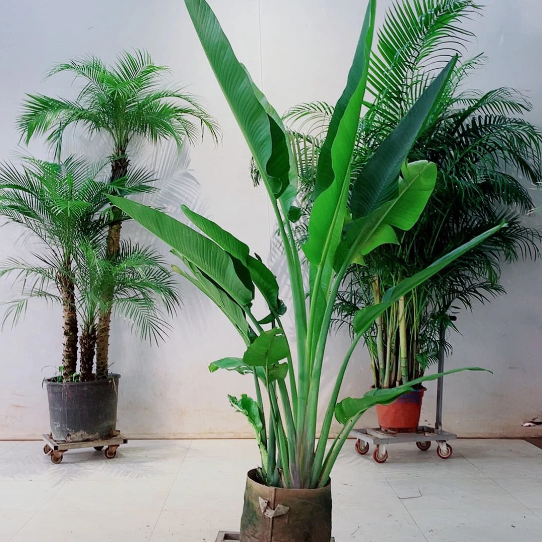 无花朵当****店678999988