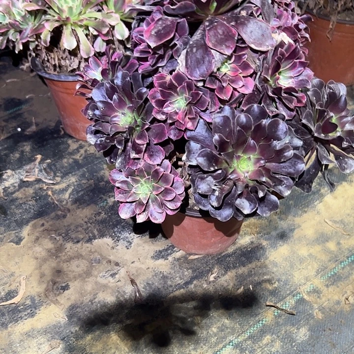 一单包邮不包侧枝4