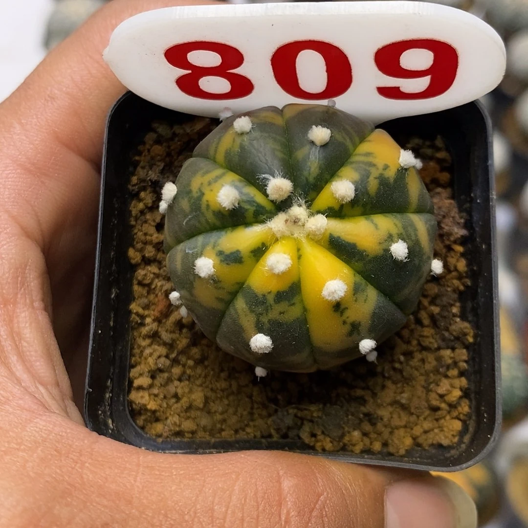 809福利特价来了哦