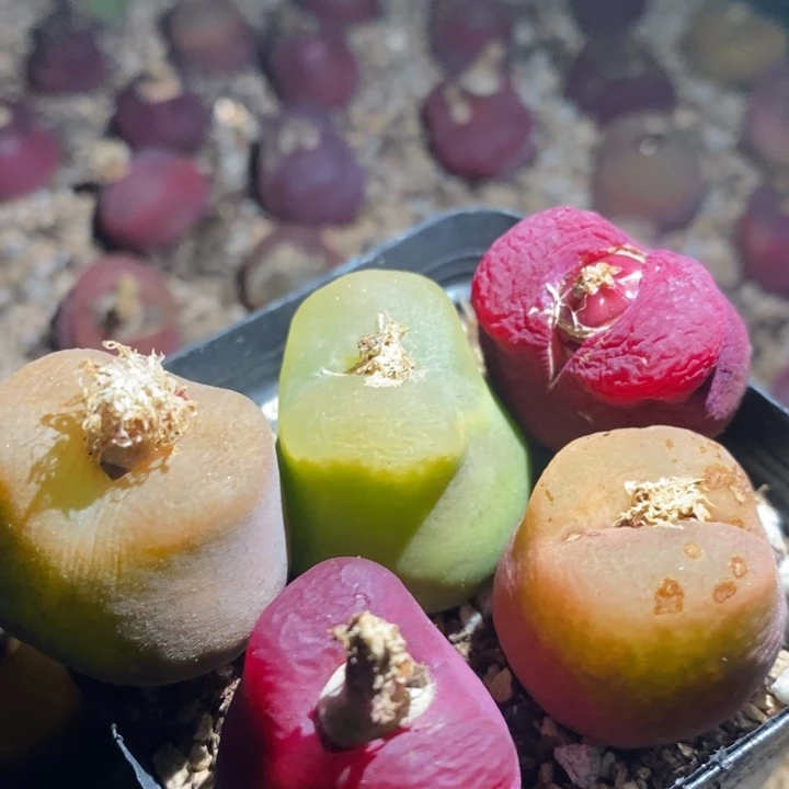 22283有伤一组一组