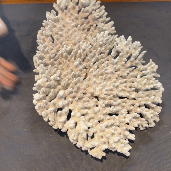 云***尚瓷片拾六家的瓷器瓷器