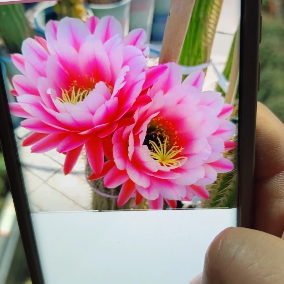 下3毛粉中金歪侧芽5公分左右20包邮