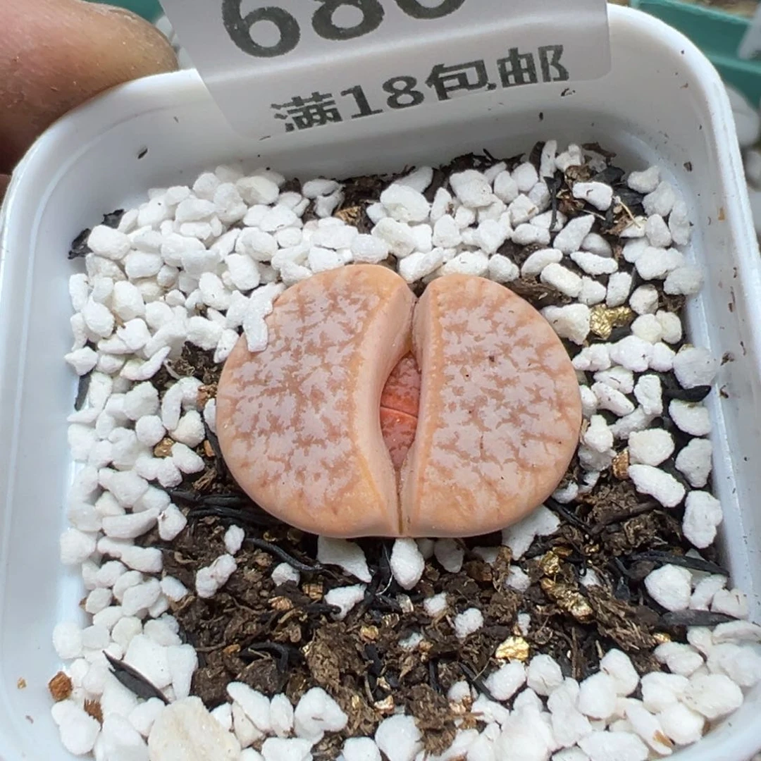 【闪购商品】 686。
