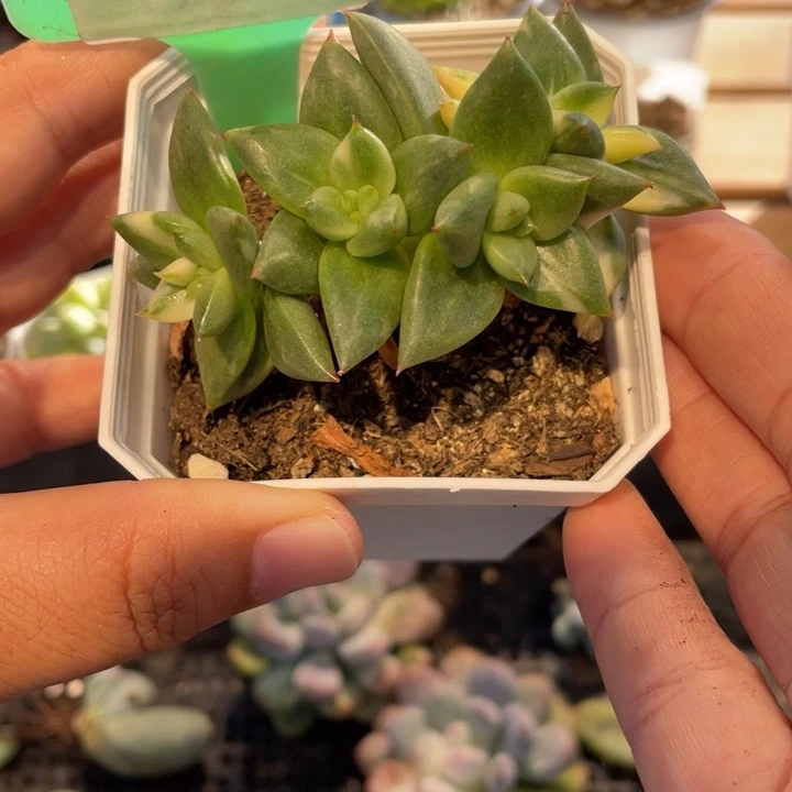 326号乌木白锦朵朵啊啊啊啊啊啊啊啊