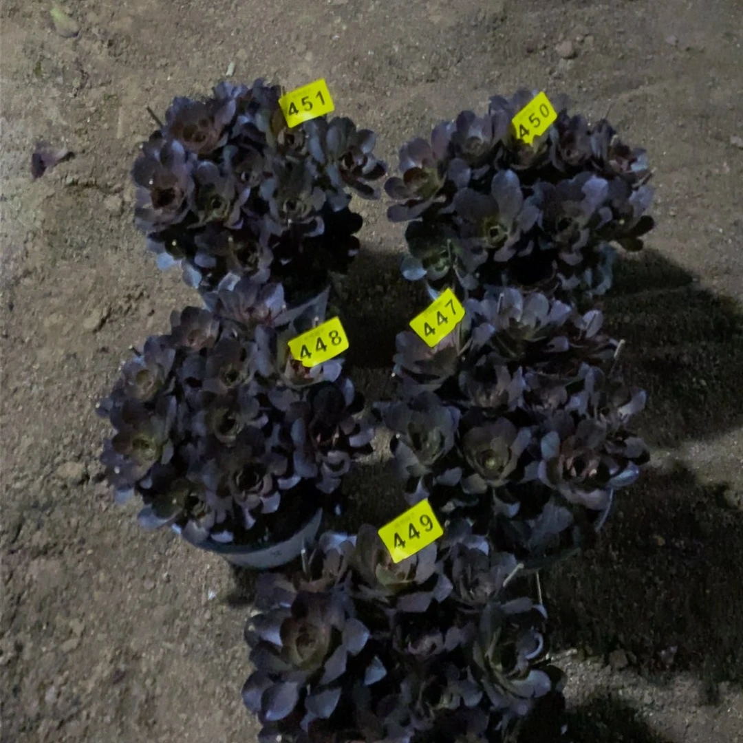 用****5多肉00047。48 49 50 51美金