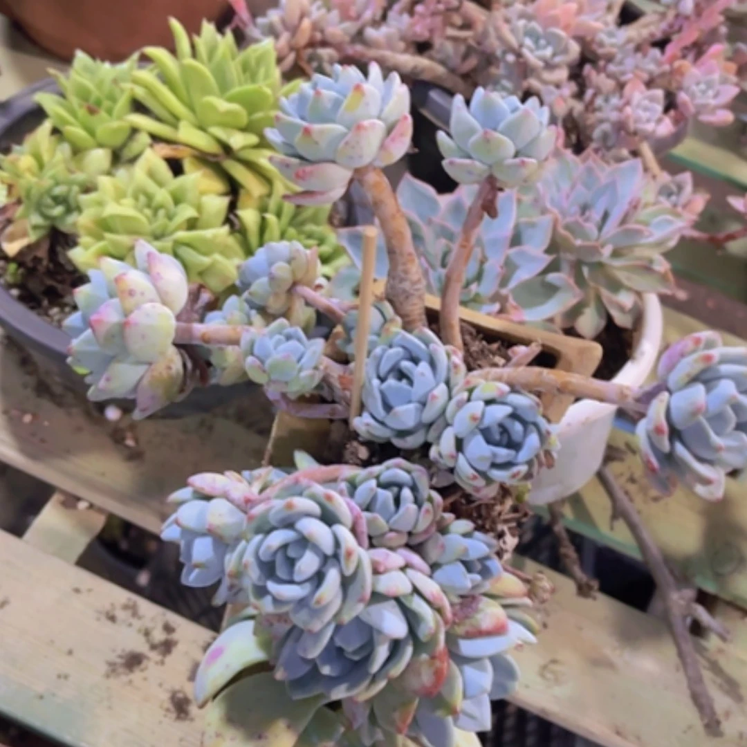 【闪购商品】冷香30286