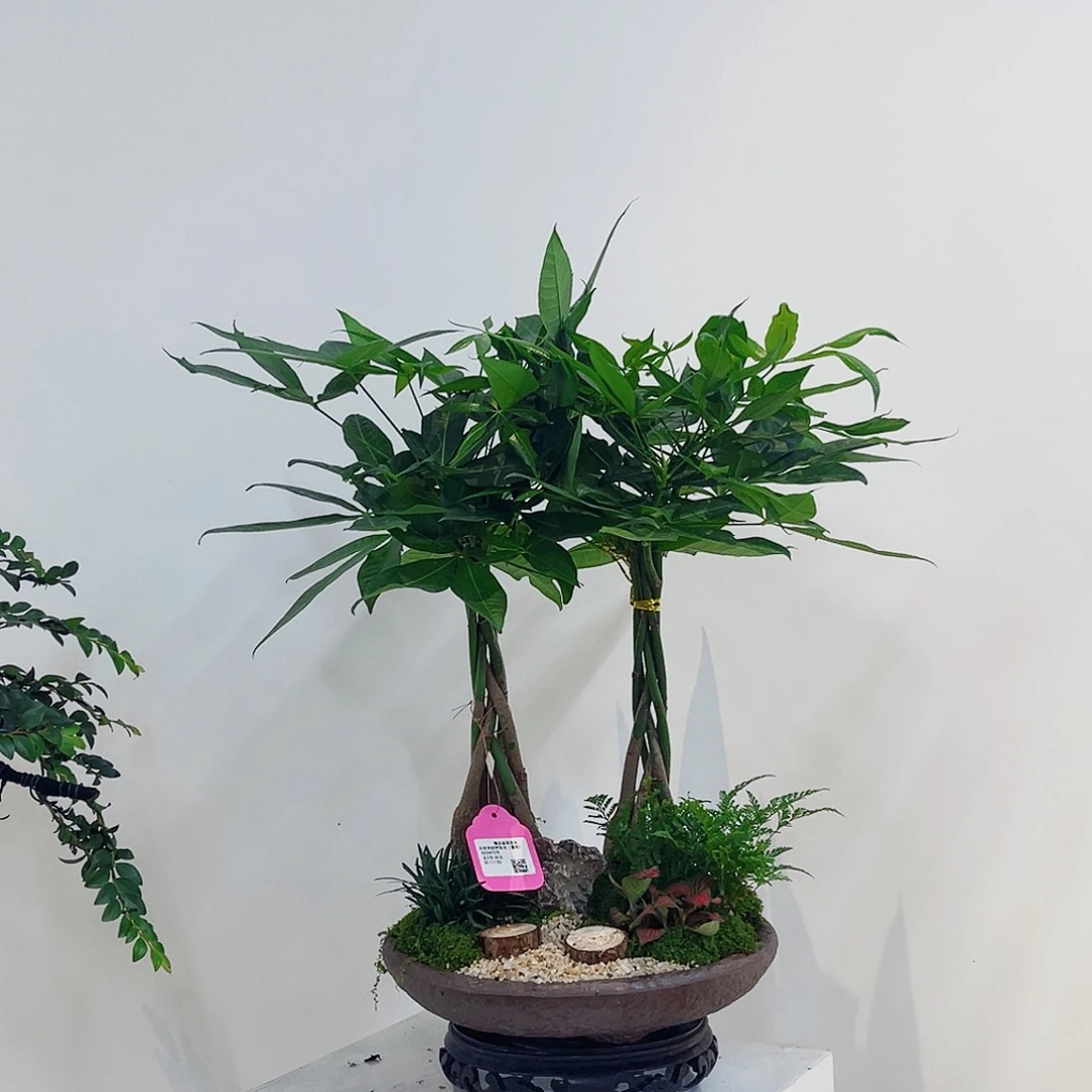 完全开放高端盆景一物一拍