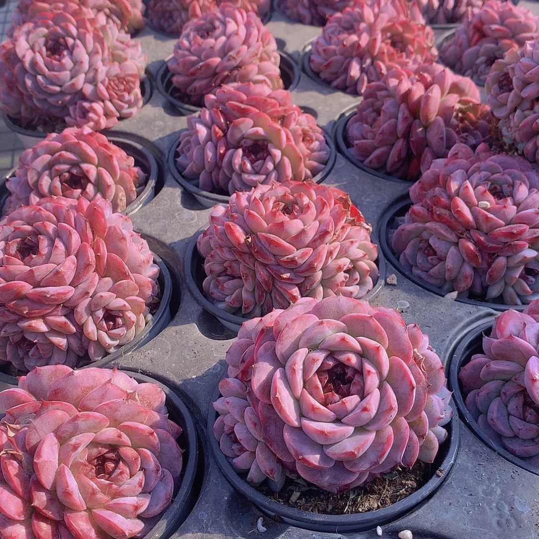 天鹅绒235677899900