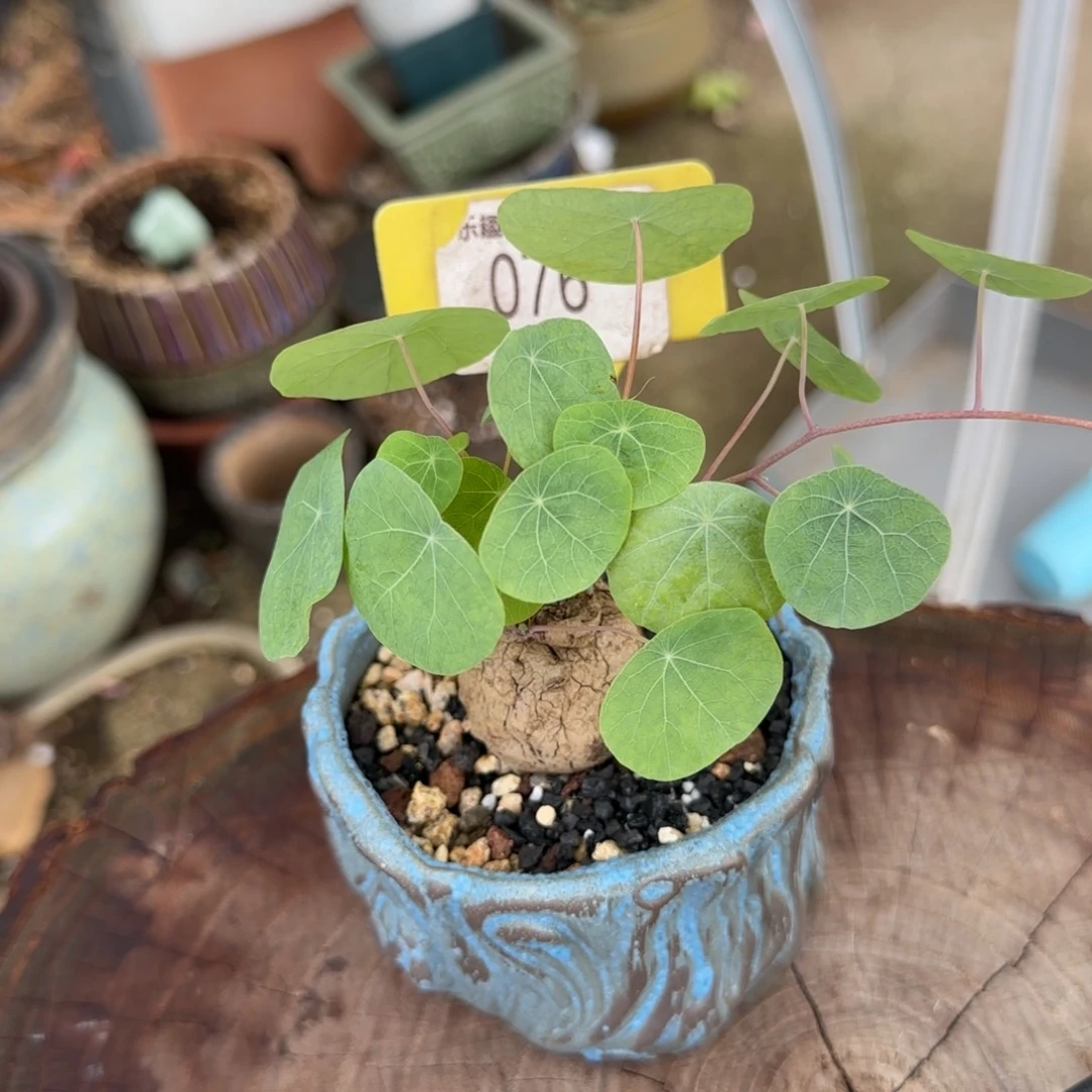德***利多肉植物盔甲龙金钱龟