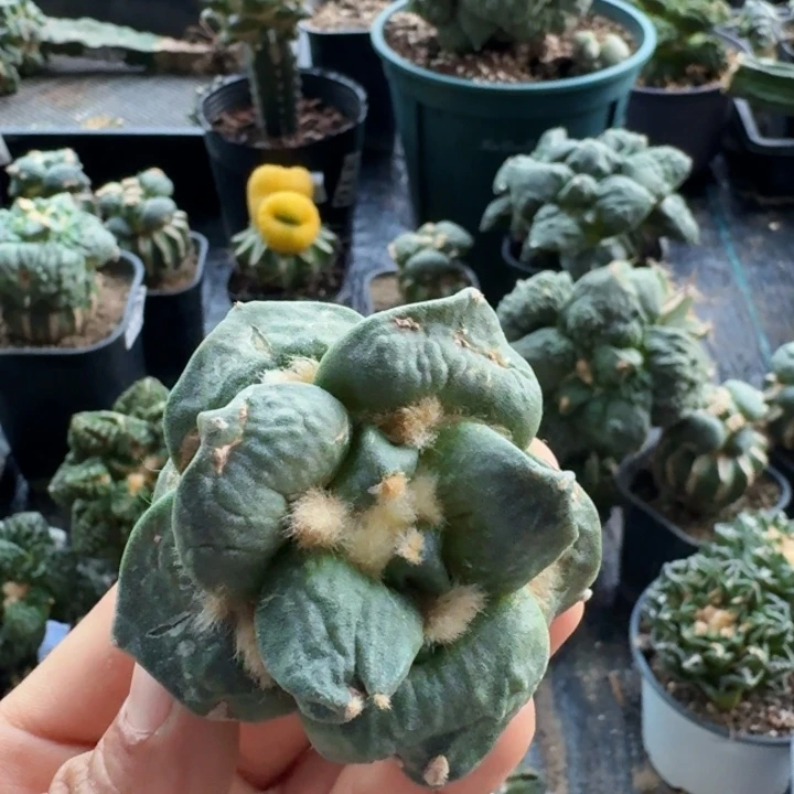 无花朵452自根蛋怒牡丹