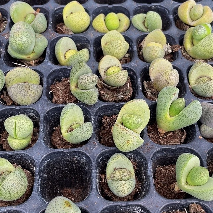 小元宝1元带土发货