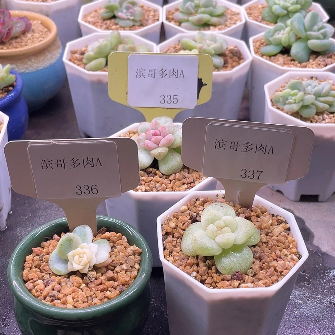 蓝***婆滨哥多肉A335，336，337冰玉石化锦带盆