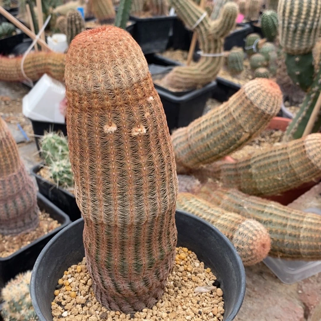 白花太阳鹿角柱属