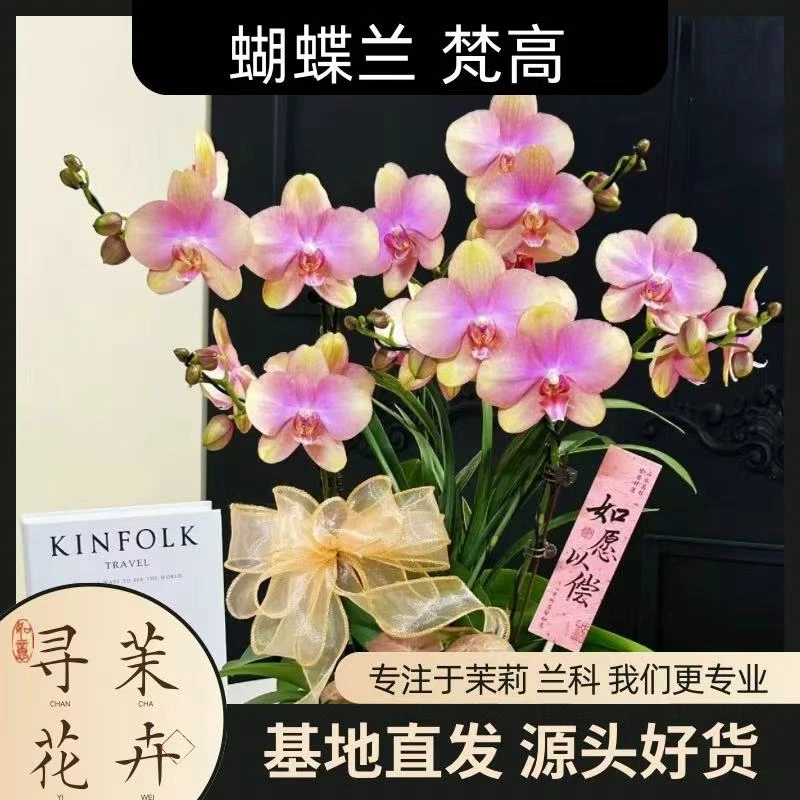 【蝴蝶兰 梵高】节日好礼 基地直销 名贵淡雅 室内花卉带花发货