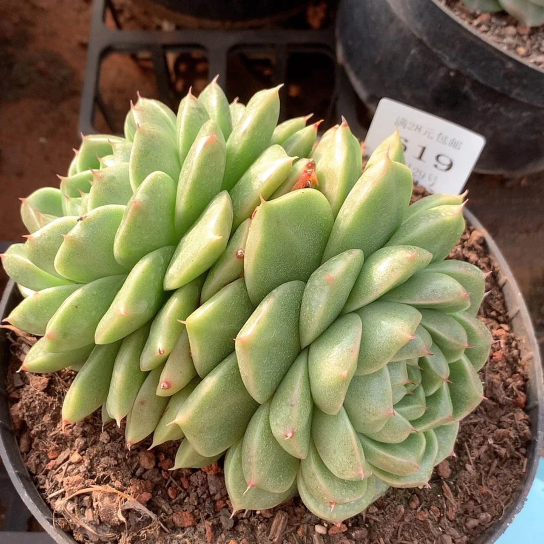 【闪购商品】云616号