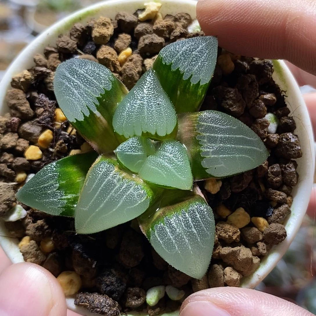 159春春克哈哈哈哈哈哈