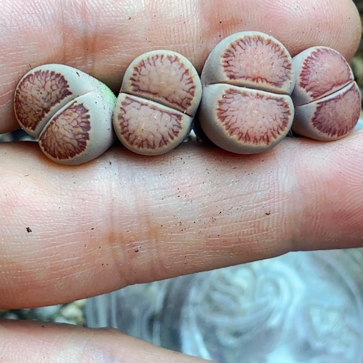 758岛田红窗菊饼干4颗