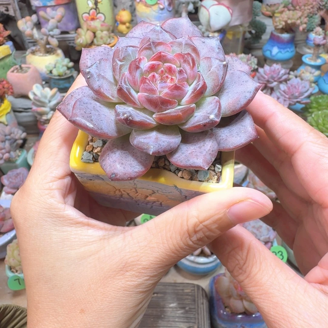 溏心琥珀 多肉含盆土 一物一拍