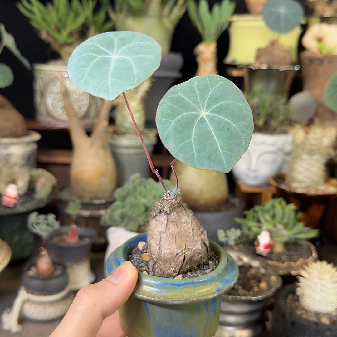 一物一拍老家龙甲龟199