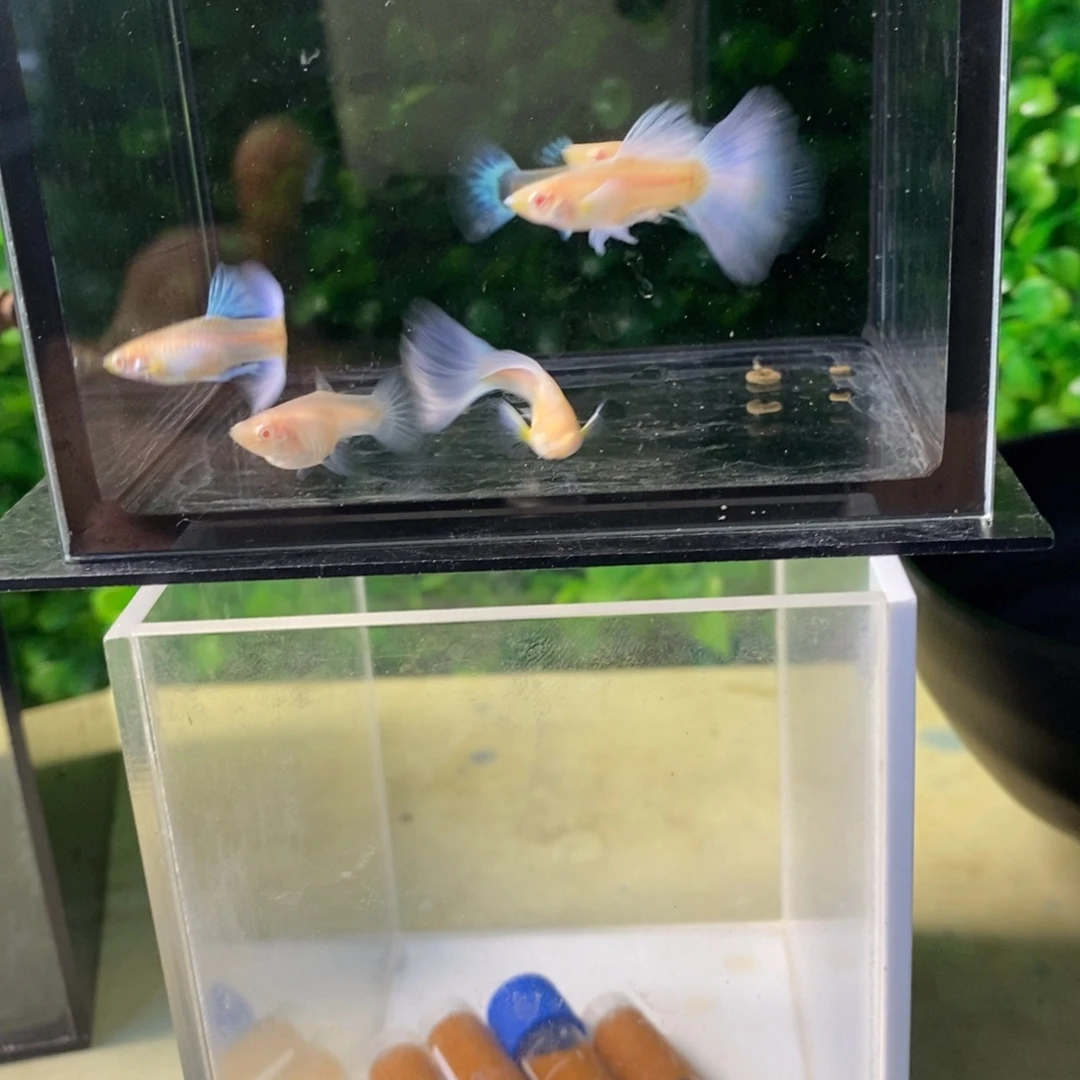 孔雀鱼紫白三对鱼