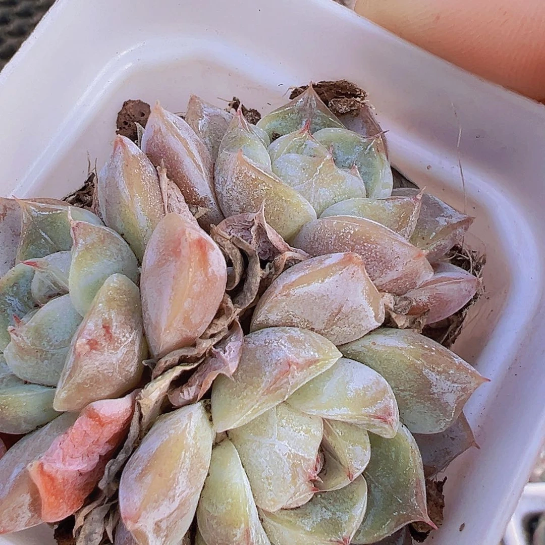 雪兔群2盆19包邮多肉