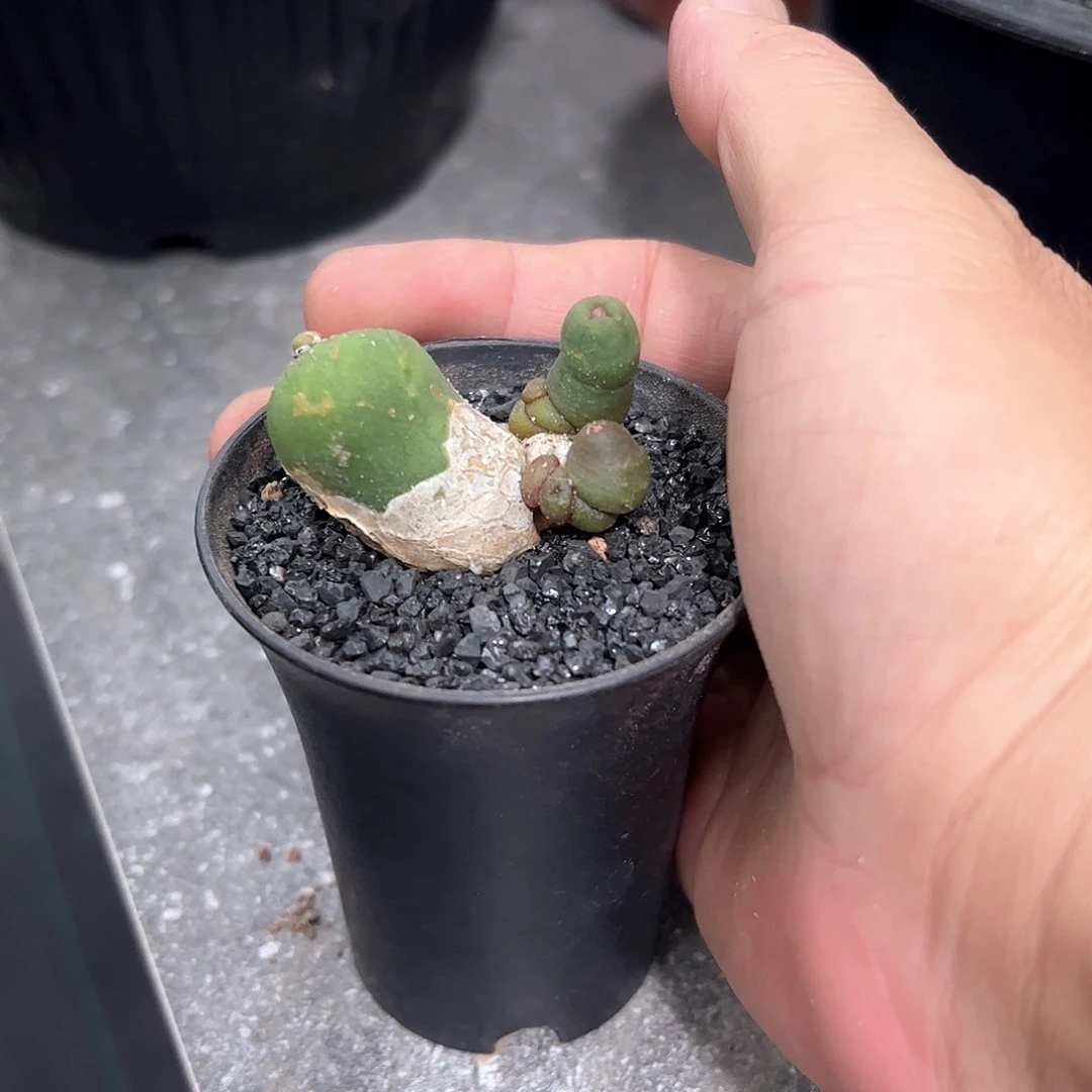 我***满石化仙人球66600888888