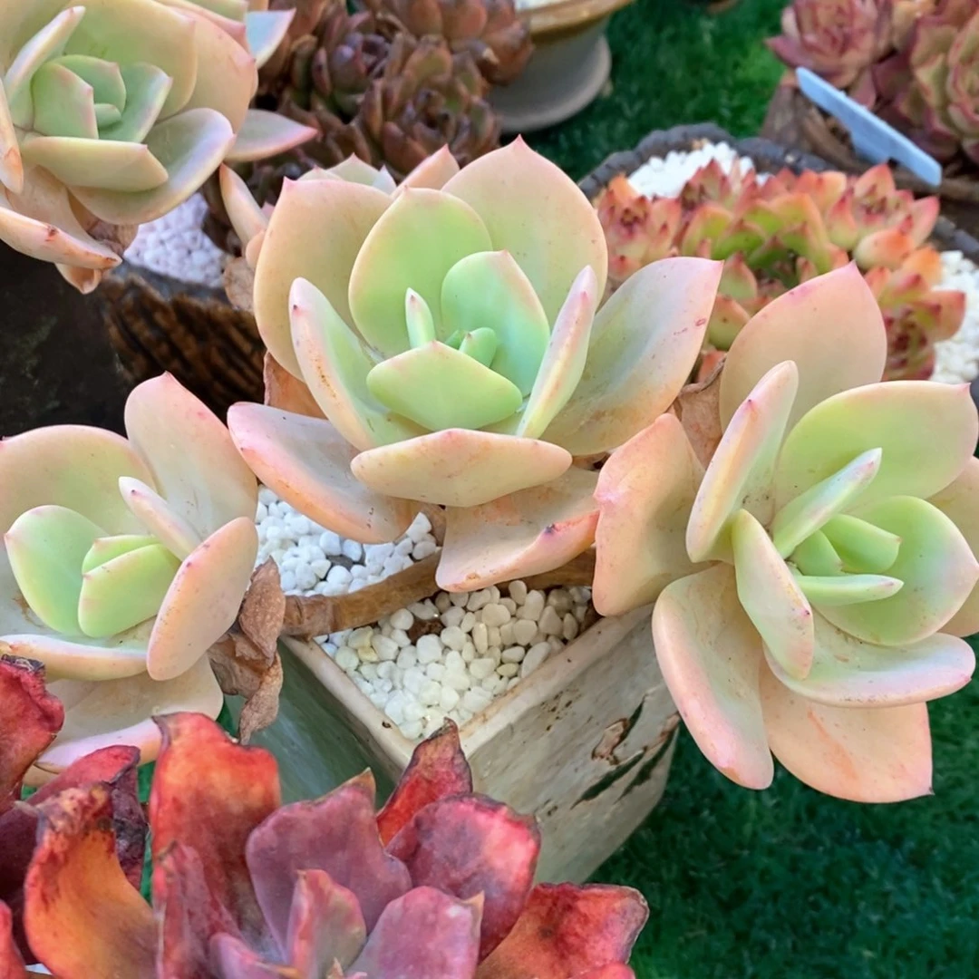 雪凤多肉植物盆栽