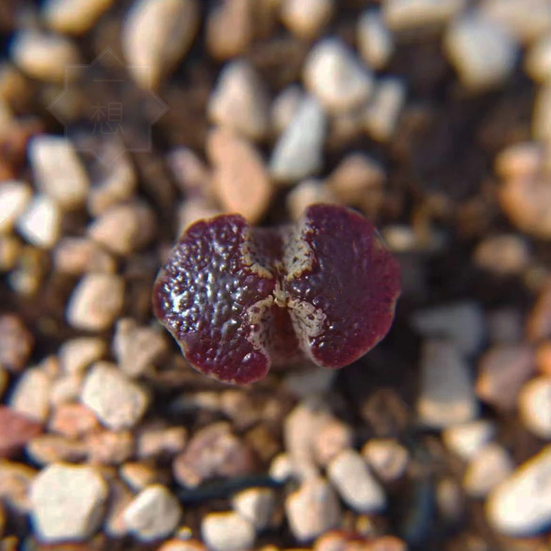 超蝶 蝴蝶勋章大窗精品肉锥多肉植物超萌盆栽绿植28包邮
