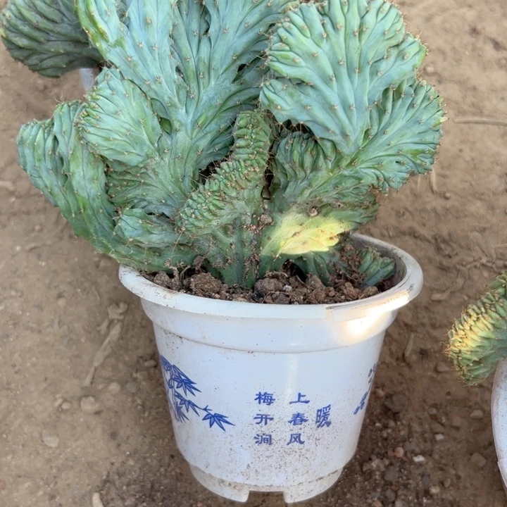 晚***吗恭喜发财。