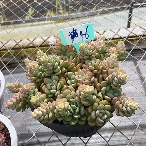 46熬雪一个脱土多肉