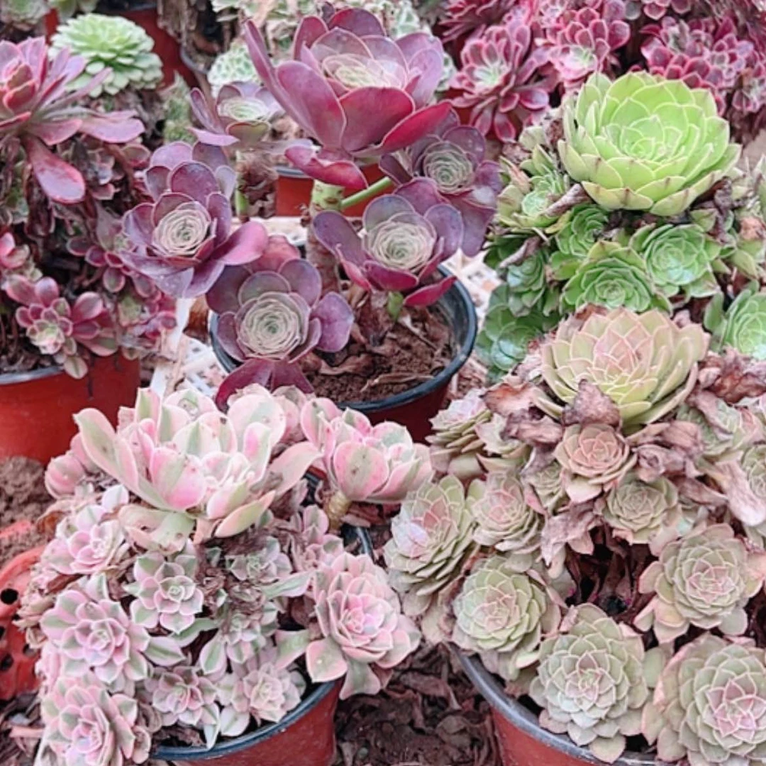 【闪购商品】无花朵飘**岚46号套餐4颗断枝不包