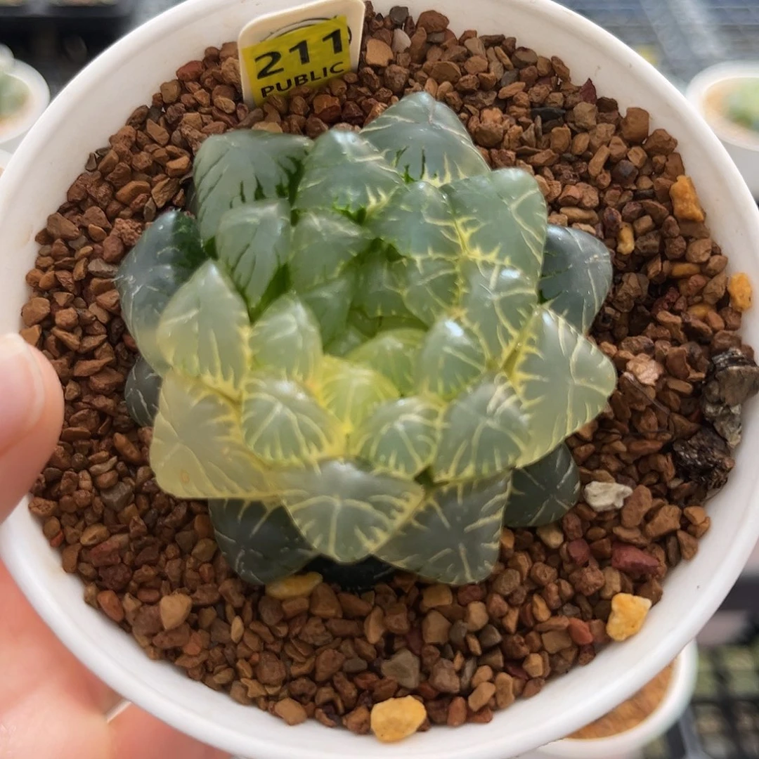 211糊斑湖水玉露锦