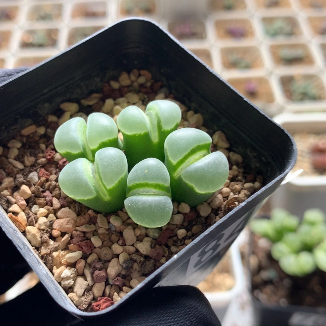 阳****肉844风铃母本一颗