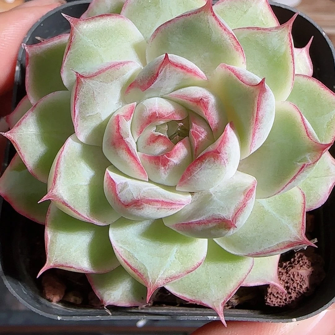 1108----735女王玫瑰