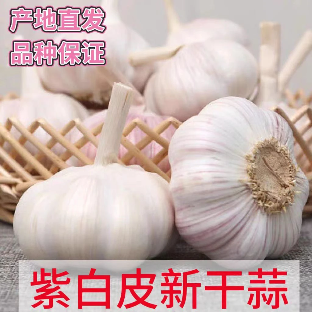 河南新干蒜紫白皮白皮大头蒜大蒜当季蔬菜大果农家蒜种籽新鲜包邮