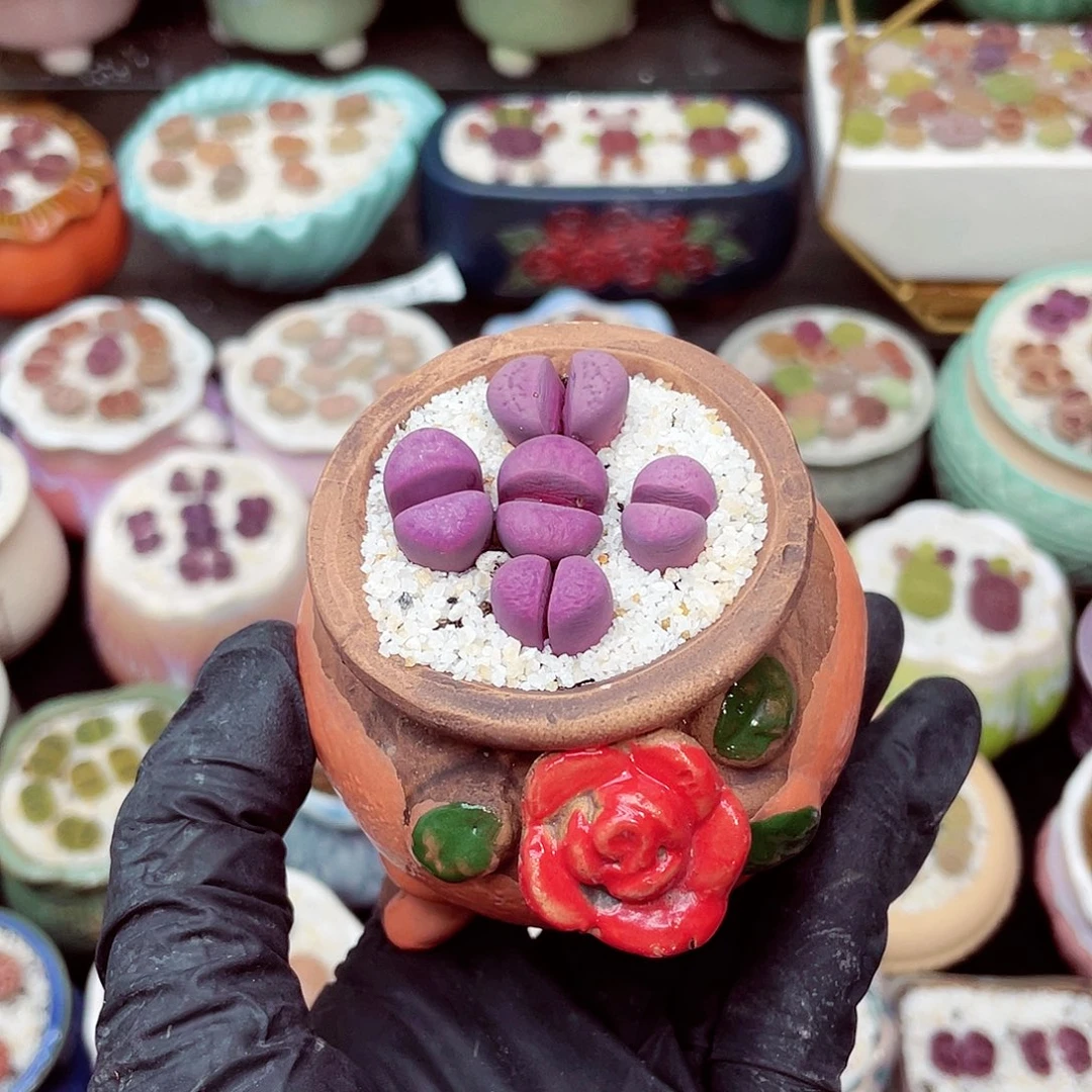 郎哥多肉18包邮0607-103