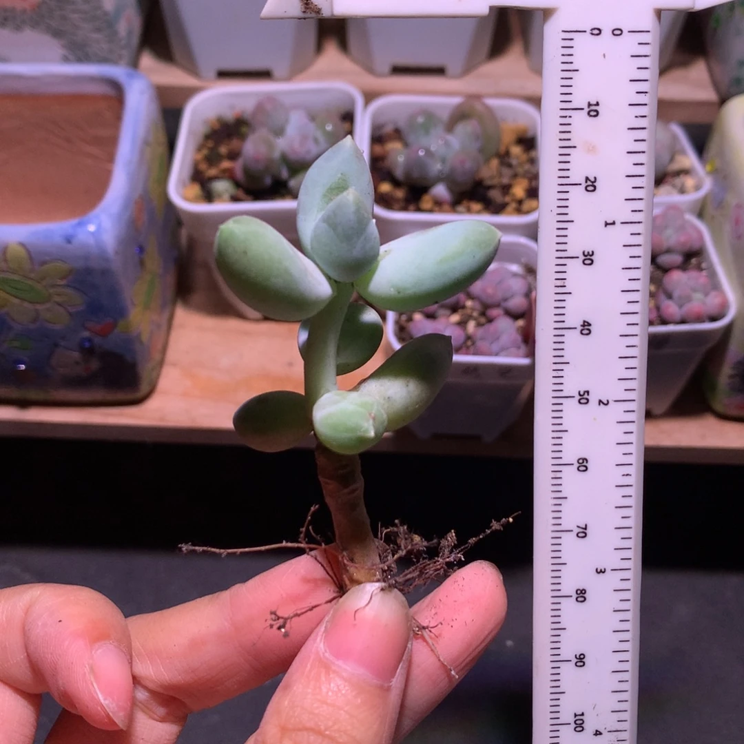 韩国天空美人，有砍，