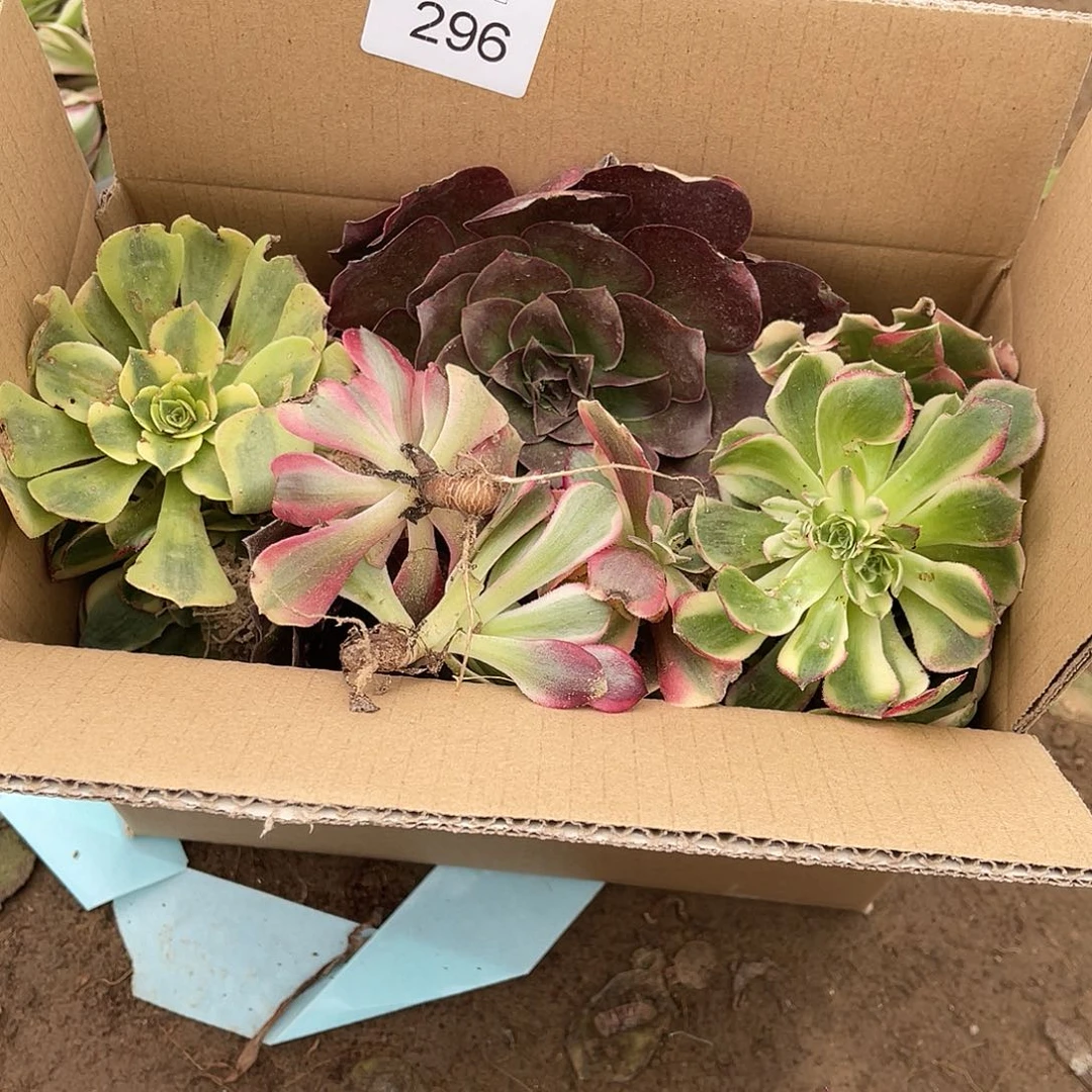 296箱拍无售后大小都有