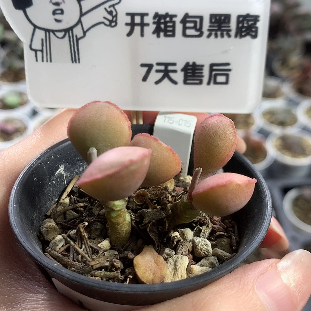 Jun229 优选种播实生