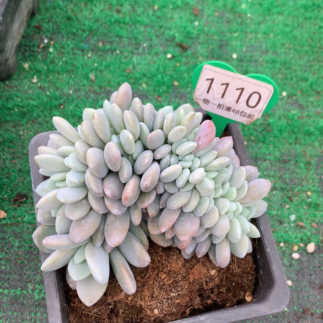 粉兔缀化一物一拍1110