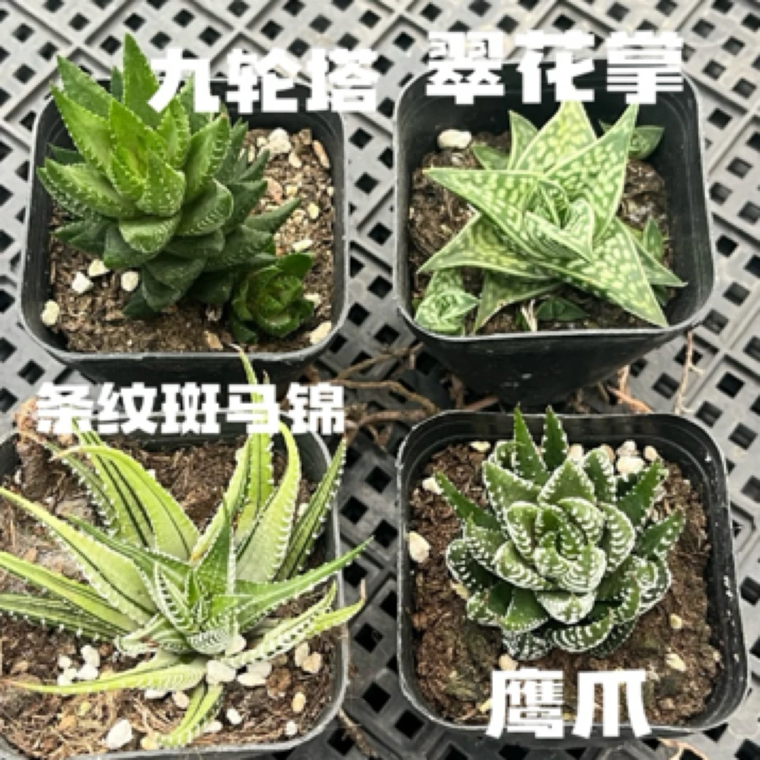 稀有十二卷系列组合4盆一组发货多肉植物