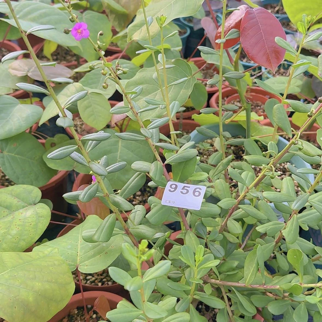 【闪购商品】创**肉块根植物