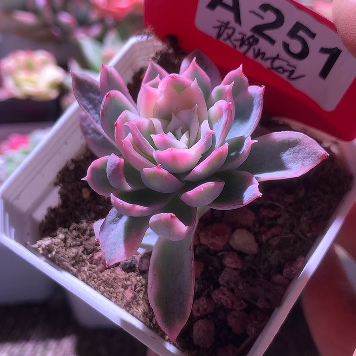 玫瑰女王覆轮锦有根