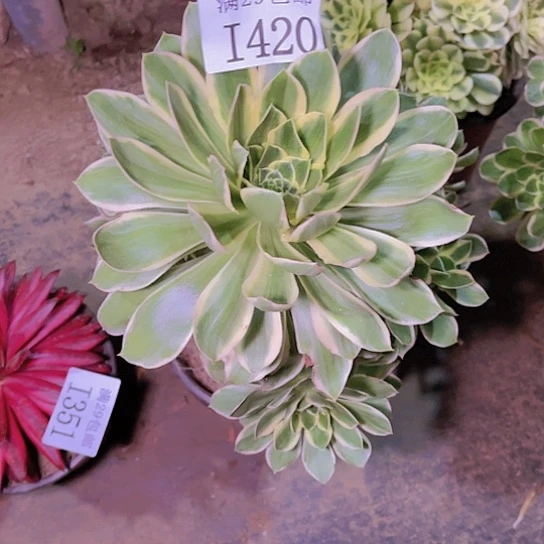 1420大叶绿玫瑰多肉植物