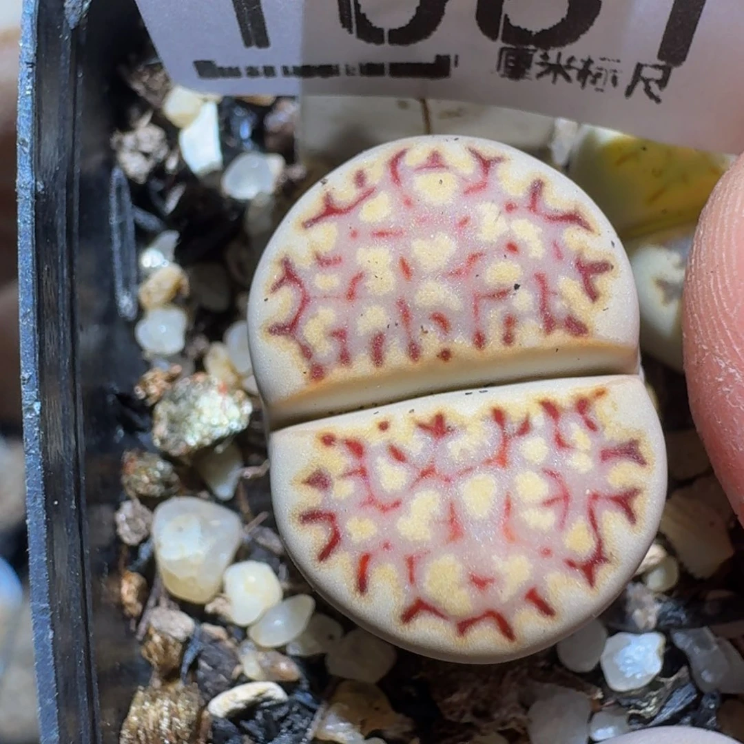 zzzzz精品生石花1061