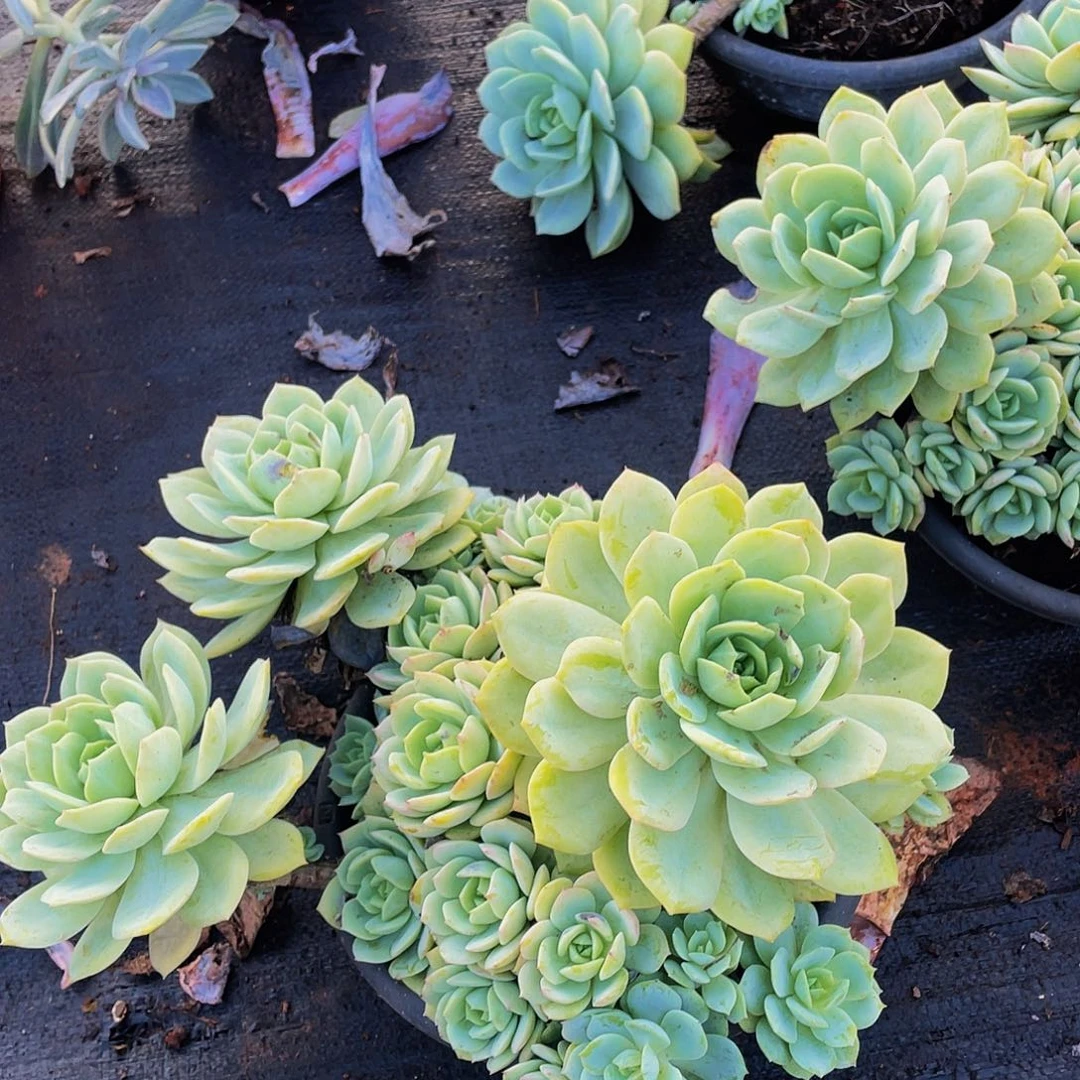 恋曲36.8多肉群生