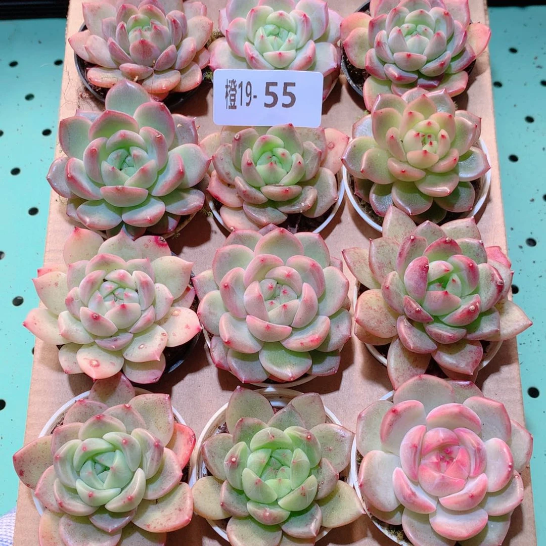 19-55一物一拍多肉带盆18颗