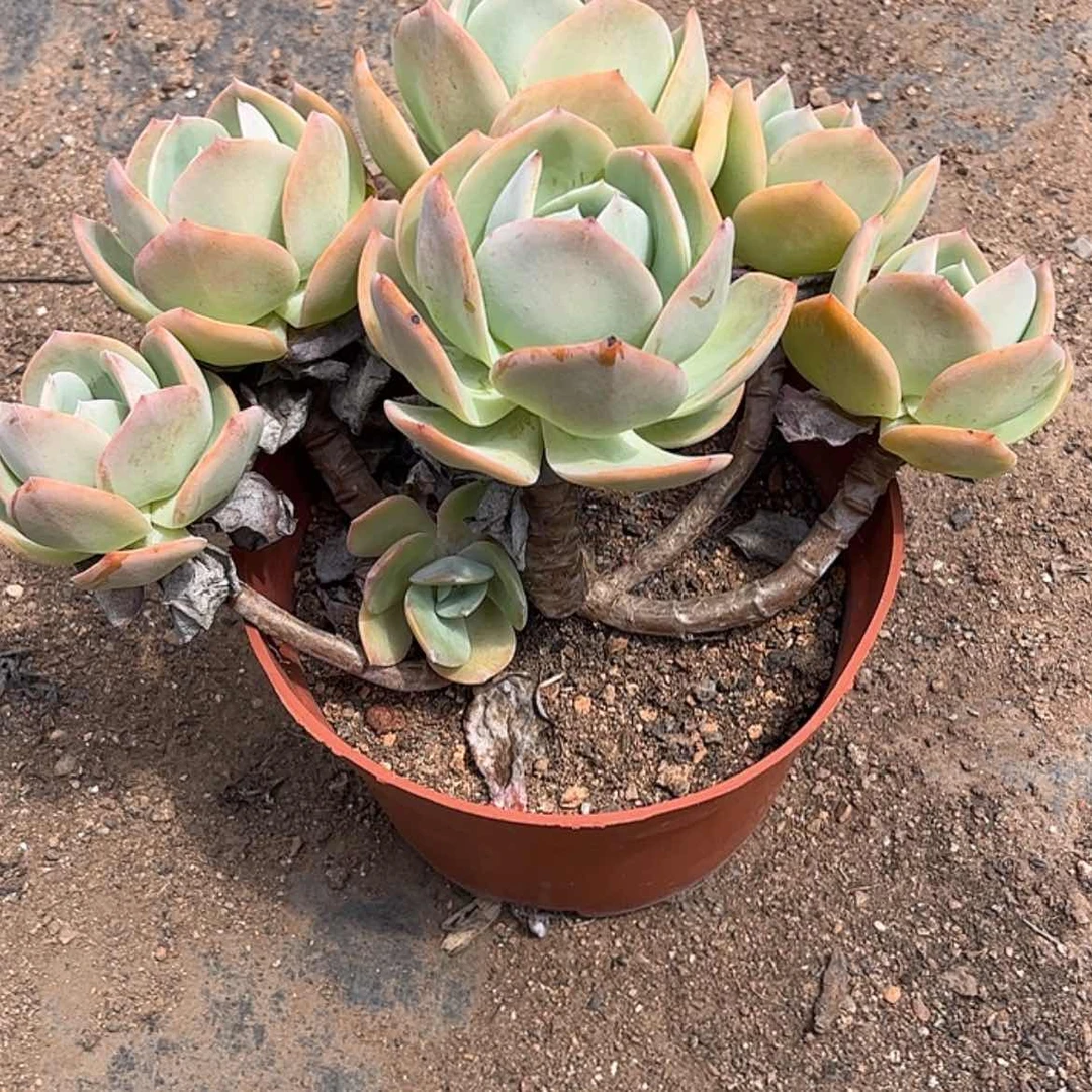 【闪购商品】无花朵✨****